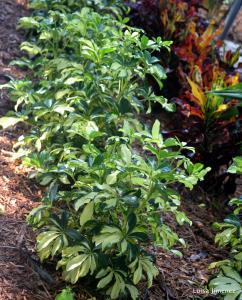 VARIEGATED ARBORICOLA